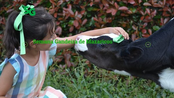 Mañá comeza a Semana Gandeira de Mazaricos