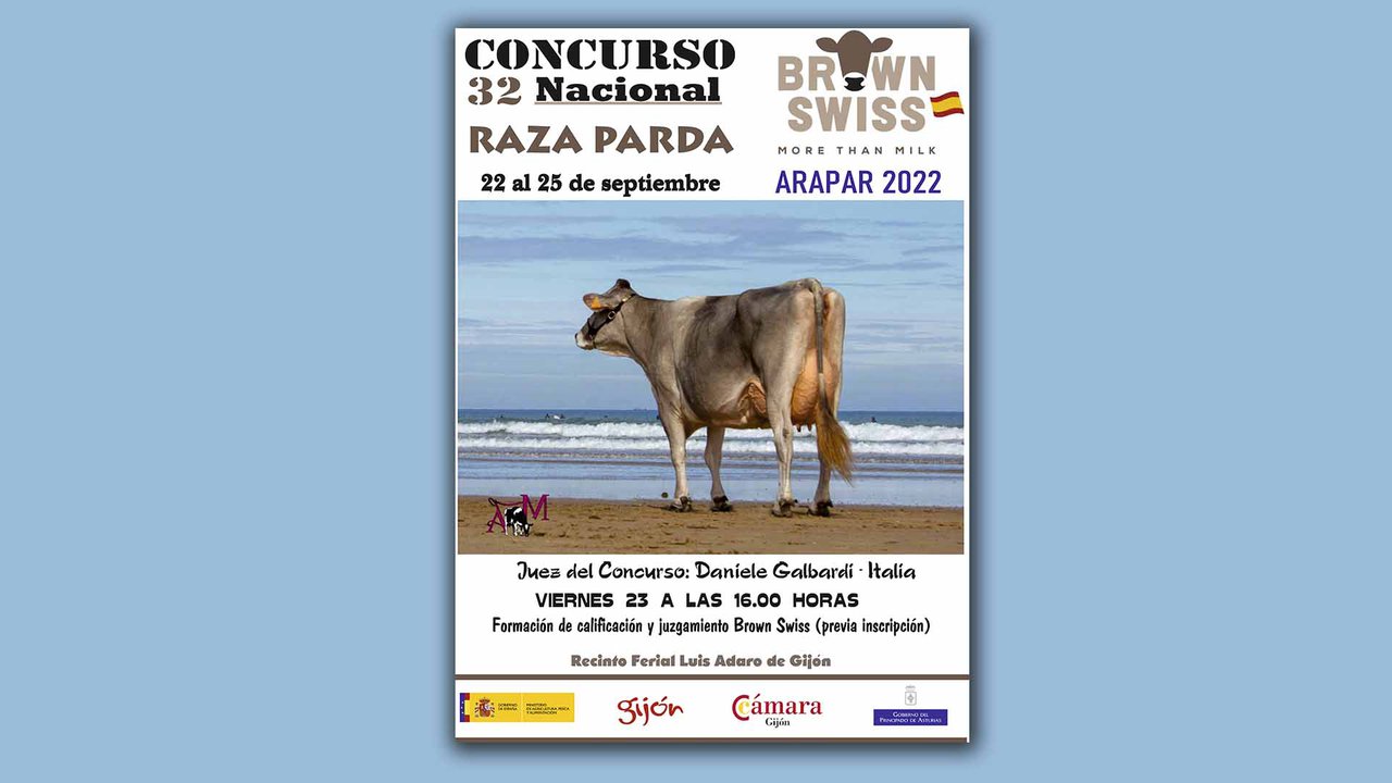 Xixón acolle o Concurso Nacional de Raza Parda o último fin de semana de setembro