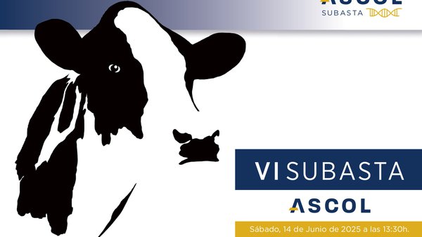 A VI Poxa Ascol porá a venda 8 lotes no transcurso do Rexional de Asturias