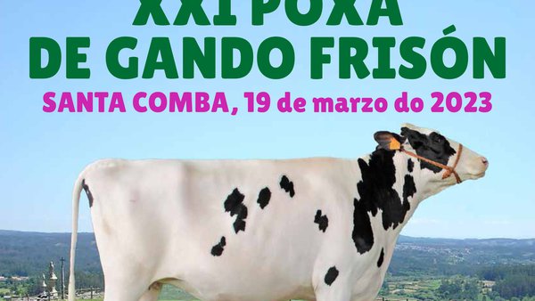Este domingo, nova edición da poxa de Santa Comba