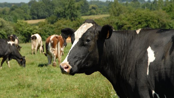 A iniciativa Somos Rumis de Boehringer Ingelheim sitúa no centro aos profesionais da gandería e a veterinaria