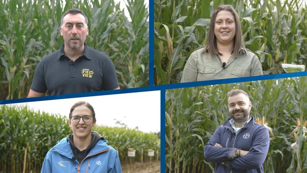 Nuevos híbridos y soluciones para maíz de Bayer CropScience en la campaña 2025