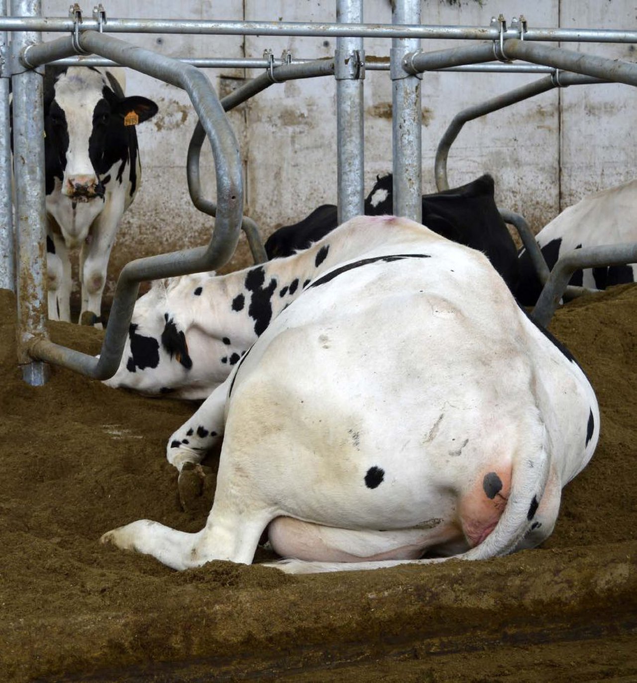 Manejo de camas de compost y estiércol reciclado en vacas de leche. Impacto en la salud de la ubre