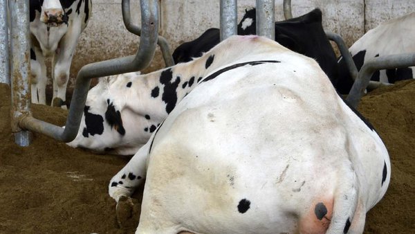 Manexo de camas de compost e esterco reciclado en vacas de leite. Impacto na saúde da ubre