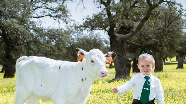 Pozoblanco acollerá o primeiro Concurso Rexional de Raza Frisona de Andalucía