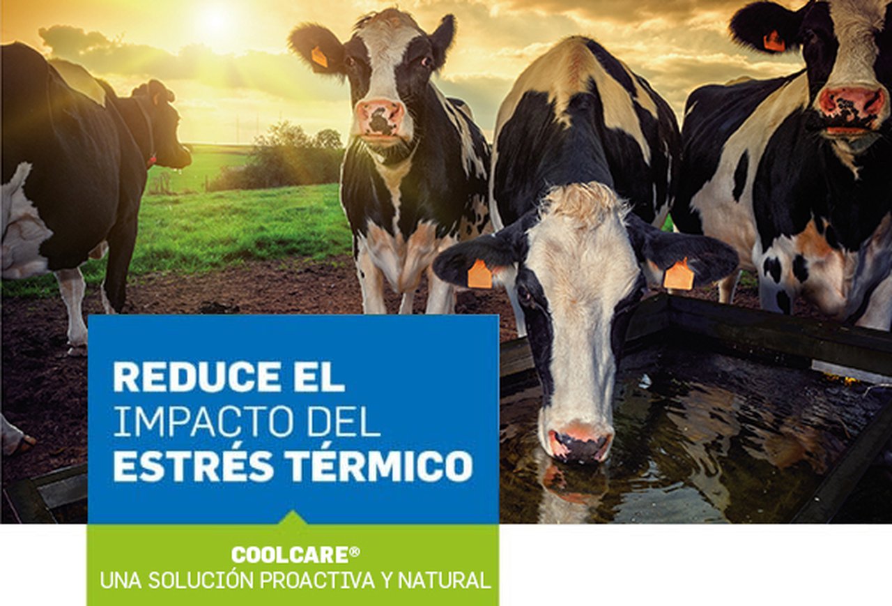 Coolcare®, la solución reductora del estrés por calor de De Heus