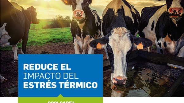 Coolcare®, a solución redutora do estrés por calor de De Heus