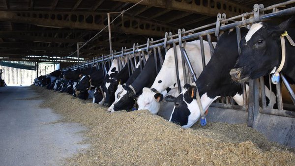 Novo curso en Boqueixón sobre cálculo e análise do custo de produción de leite