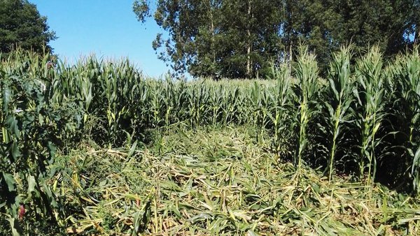 UUAA acorda con tecores da Costa da Morte solicitar á Xunta que asuma o pago dos danos do xabaril