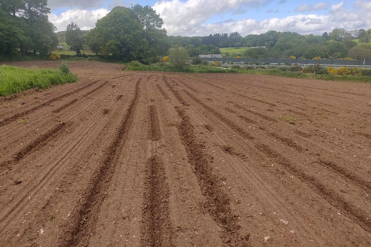 Agromuralla denuncia importantes danos provocados polo xabaril nas sementeiras de millo