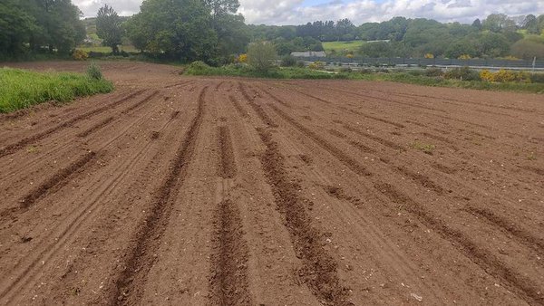 Agromuralla denuncia importantes danos provocados polo xabaril nas sementeiras de millo