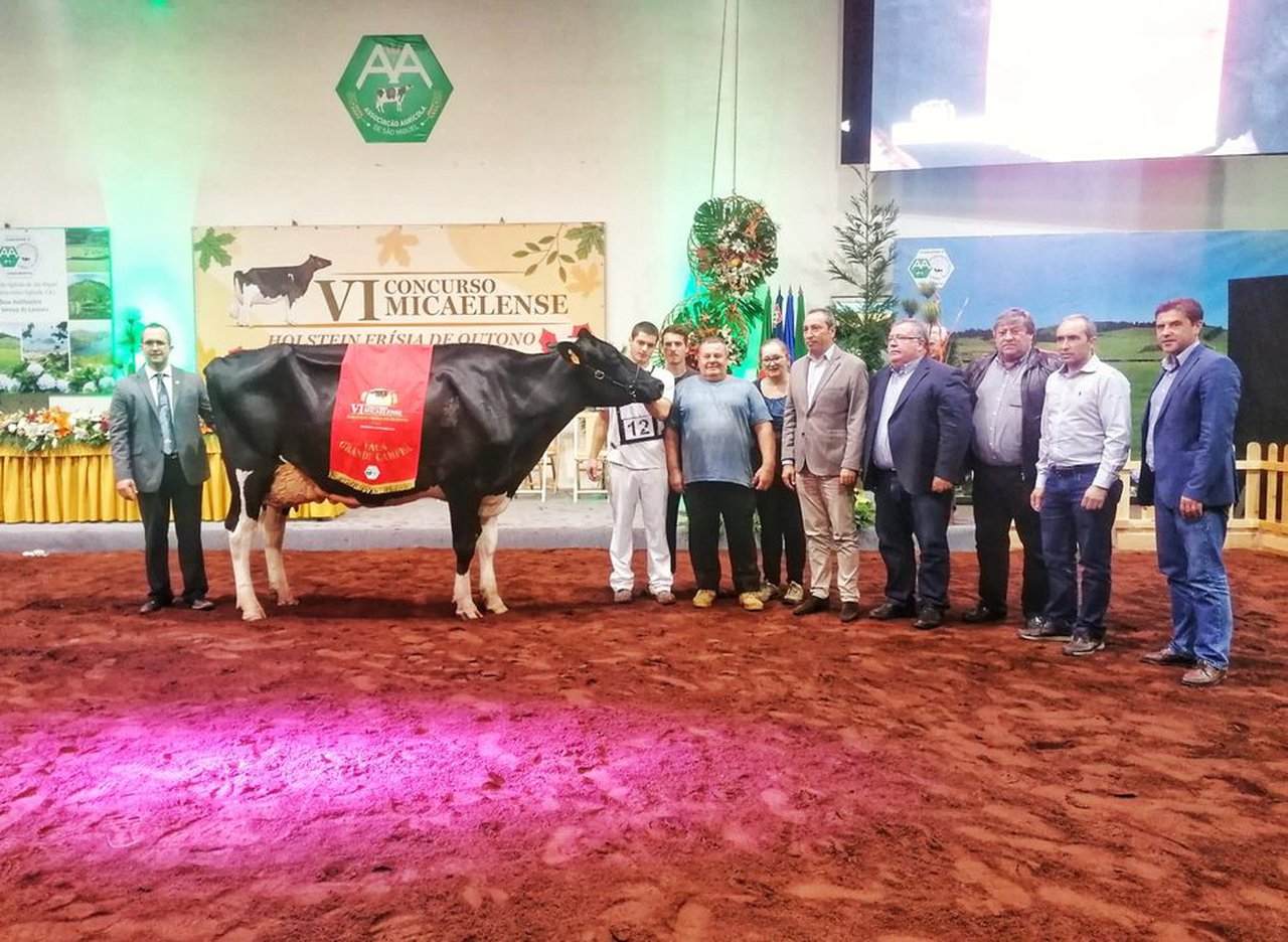 Campeã, vaca gran campeona del VI Concurso Micaelense de Otoño