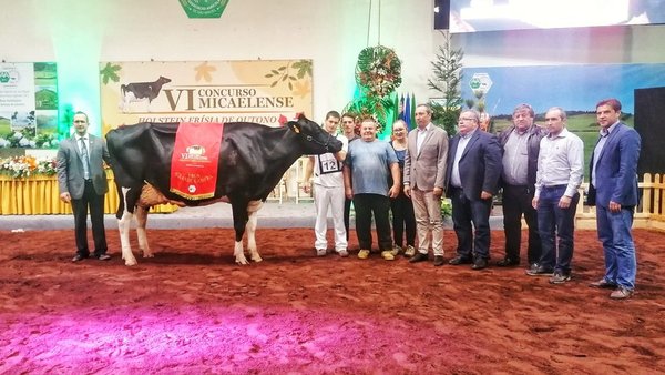 Campeã, vaca gran campeona del VI Concurso Micaelense de Otoño