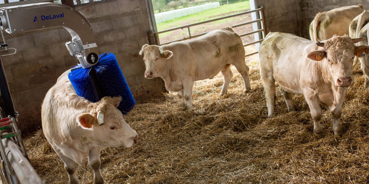 Delaval lanza o seu novo cepillo rotativo SBB para vacún de carne