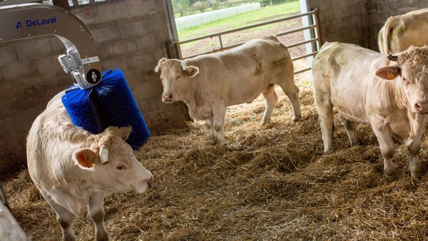Delaval lanza su nuevo cepillo rotativo SBB para vacuno de carne