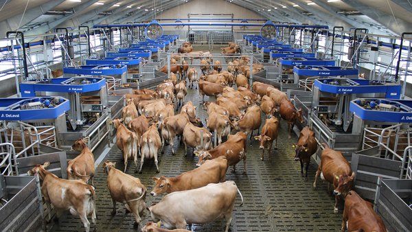 DeLaval presenta el sistema Batch Milking más grande del mundo