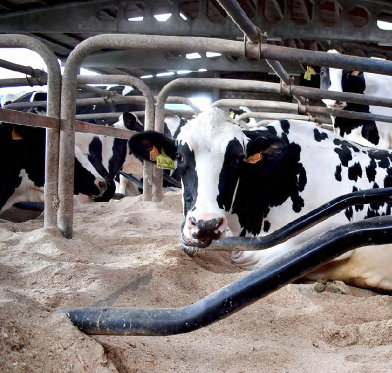A importancia de xestionar ben o día a día das vacas