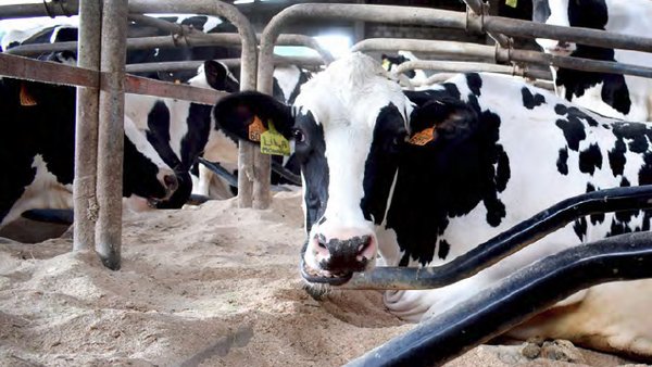 A importancia de xestionar ben o día a día das vacas