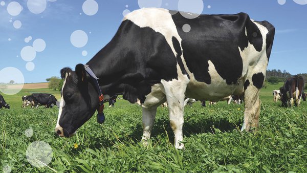 O CIAM celebra o 25 de novembro unha xornada técnica sobre xestión do xurro
