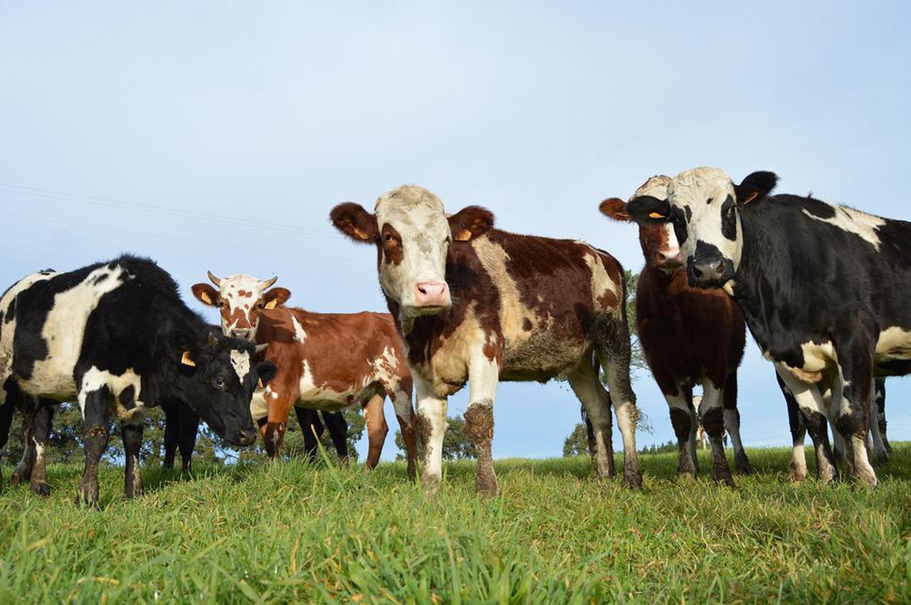 O sector agrogandeiro responde ante a campaña ‘Menos Carne, más Vida’ do Ministerio de Consumo
