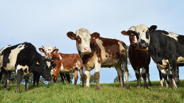 O sector agrogandeiro responde ante a campaña ‘Menos Carne, más Vida’ do Ministerio de Consumo