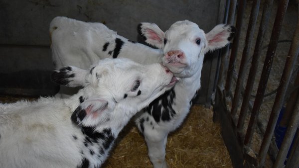 A consulta o novo real decreto sobre controis oficiais en canto ao benestar animal