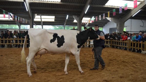Sarria acollerá unha poxa de gando frisón o día 12 de maio