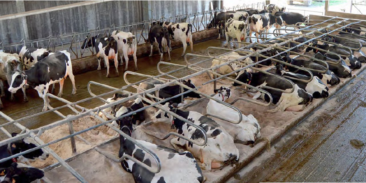 Estructura productiva y económica de las explotaciones lecheras cántabras en el actual escenario poscuotas