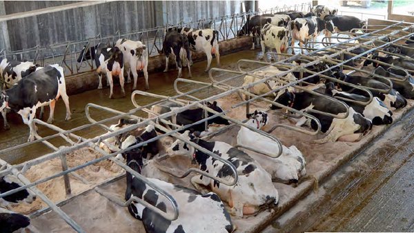 Estrutura produtiva e económica das explotacións leiteiras cántabras no actual escenario poscotas