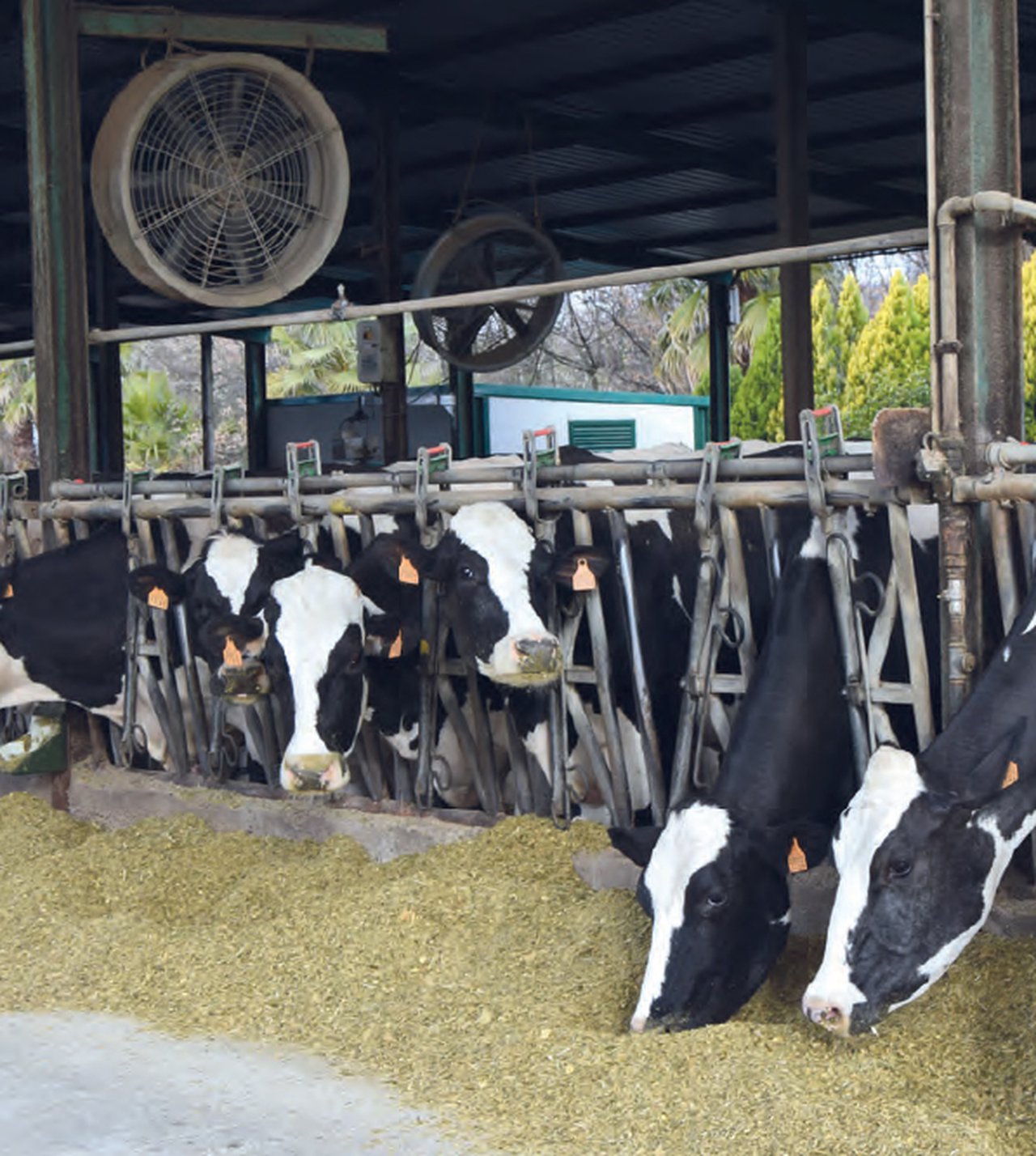 Dous anos de experiencia en arrefriamento de vacas en Italia