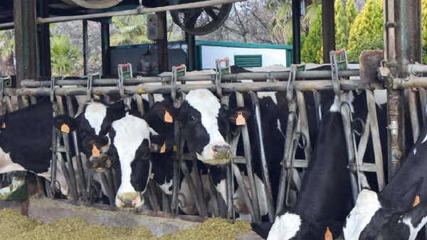Dous anos de experiencia en arrefriamento de vacas en Italia