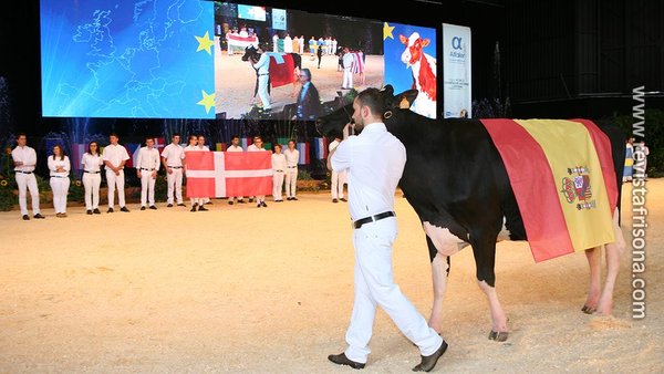 Publicada a selección española de vacas que competirá na Confrontación Europea de Raza Holstein