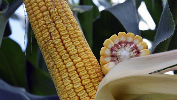 Coñeces as claves para lograr unha  sementeira de millo óptima?