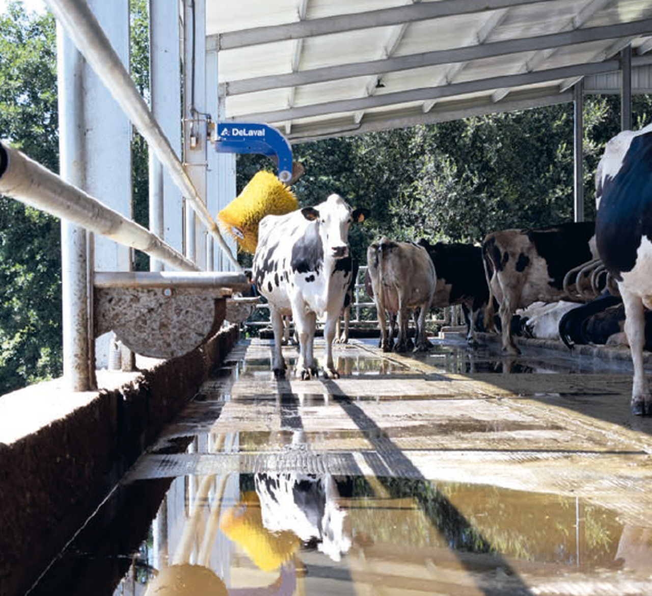 Efectos do estrés por calor sobre o contido de graxa e proteína do leite