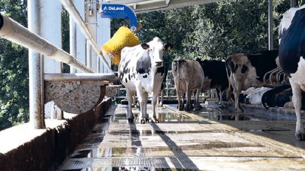 Efectos do estrés por calor sobre o contido de graxa e proteína do leite