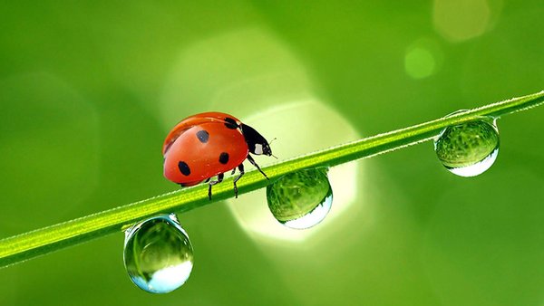 Fertinagro Biotech adhírese á IBMA para avanzar na súa nova rama de negocio de biocontrol