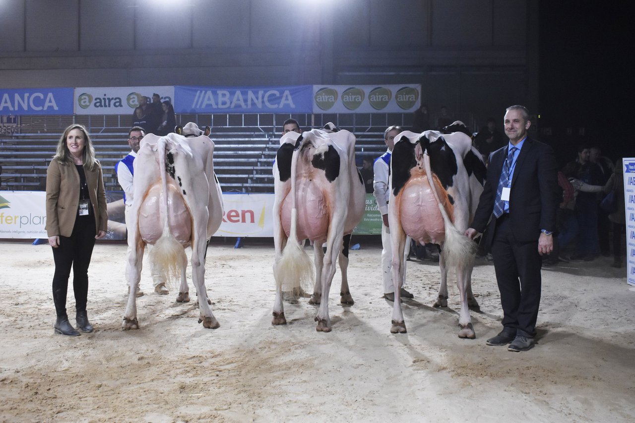159 animales de España y Portugal de alta genética participarán en los concursos de Abanca Cimag-GandAgro 2025