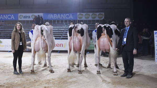 159 animales de España y Portugal de alta genética participarán en los concursos de Abanca Cimag-GandAgro 2025