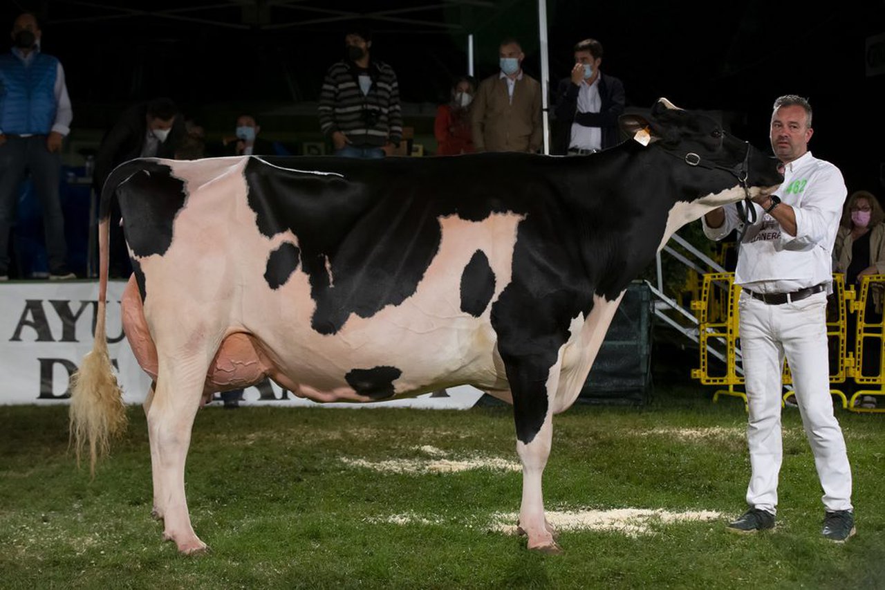 Flora Jacoby Lis ET, gran campiona no concurso frisón de Llanera