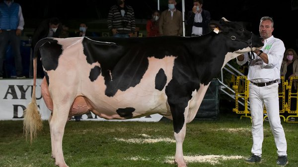 Flora Jacoby Lis ET, gran campiona no concurso frisón de Llanera