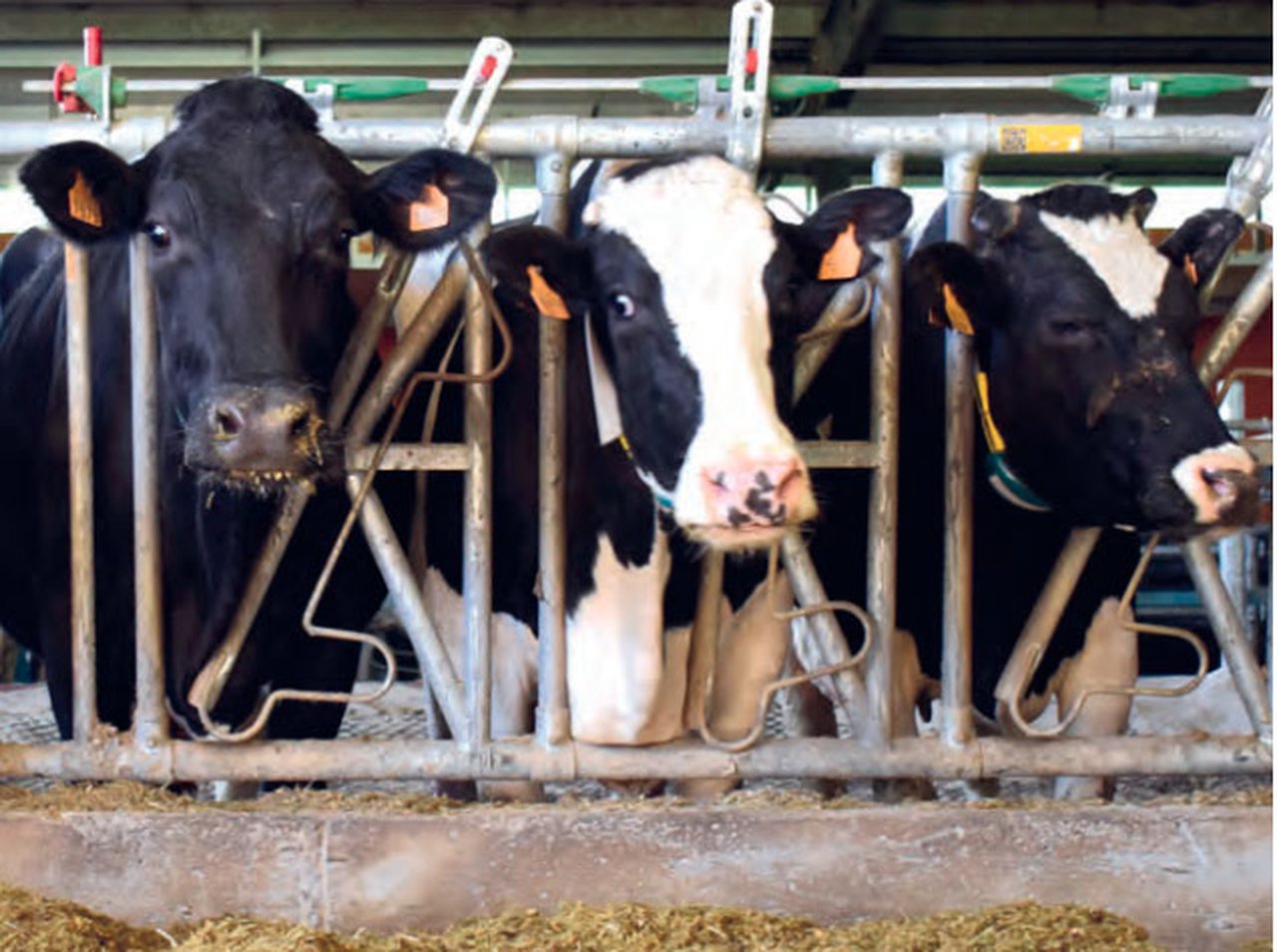 Comparación de la formulación simple y avanzada de la ración de vacuno de leche