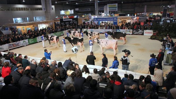 Máis de 160 animais inscritos nos concursos morfolóxicos