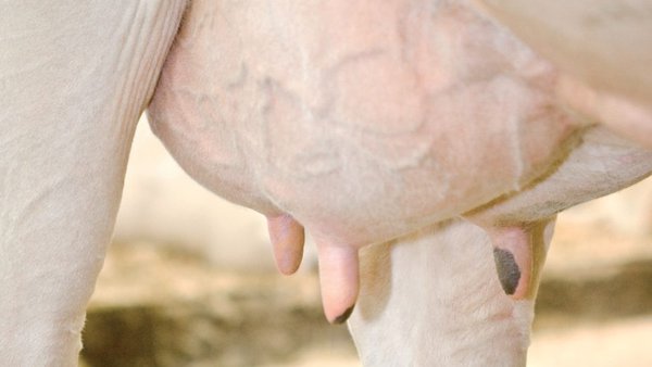 DeLaval axuda os gandeiros a evitar a mamite