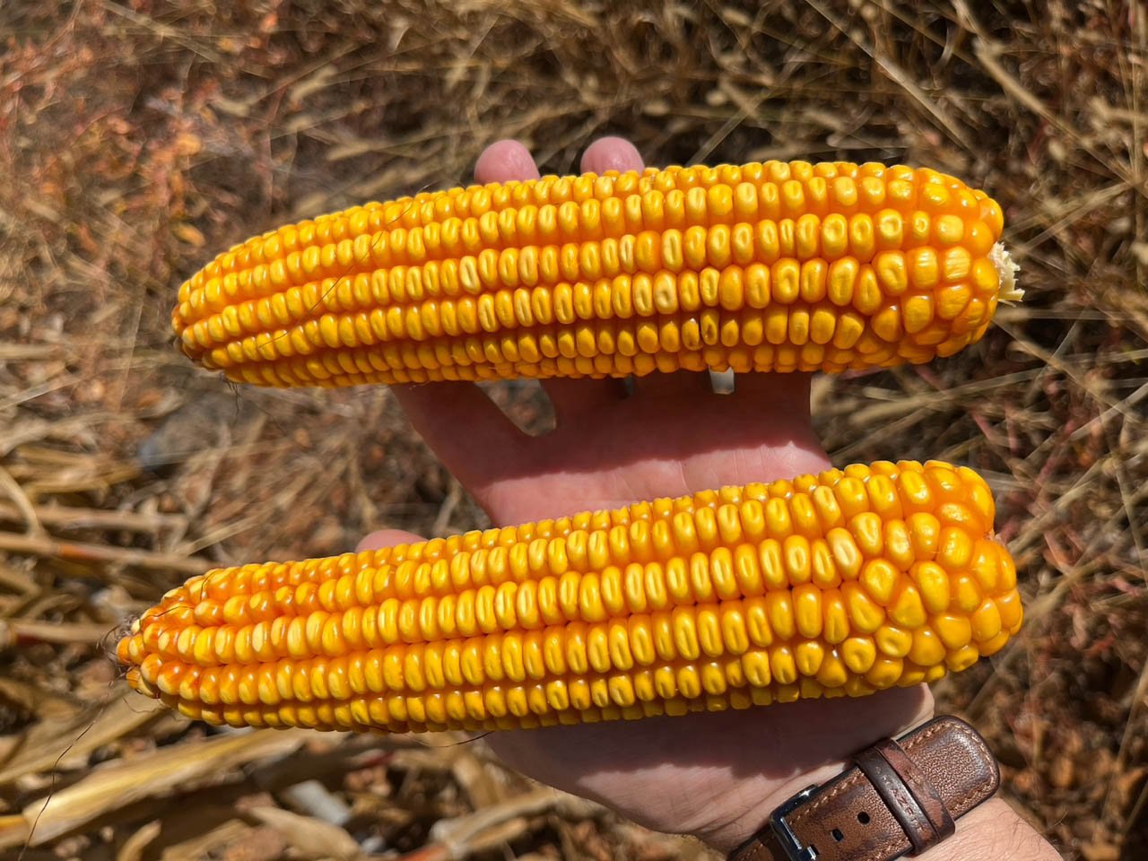Aumenta a produción en 400 kg/ha durante os últimos ensaios en millo en León con Polysulphate mesturado coa fertilización de fondo