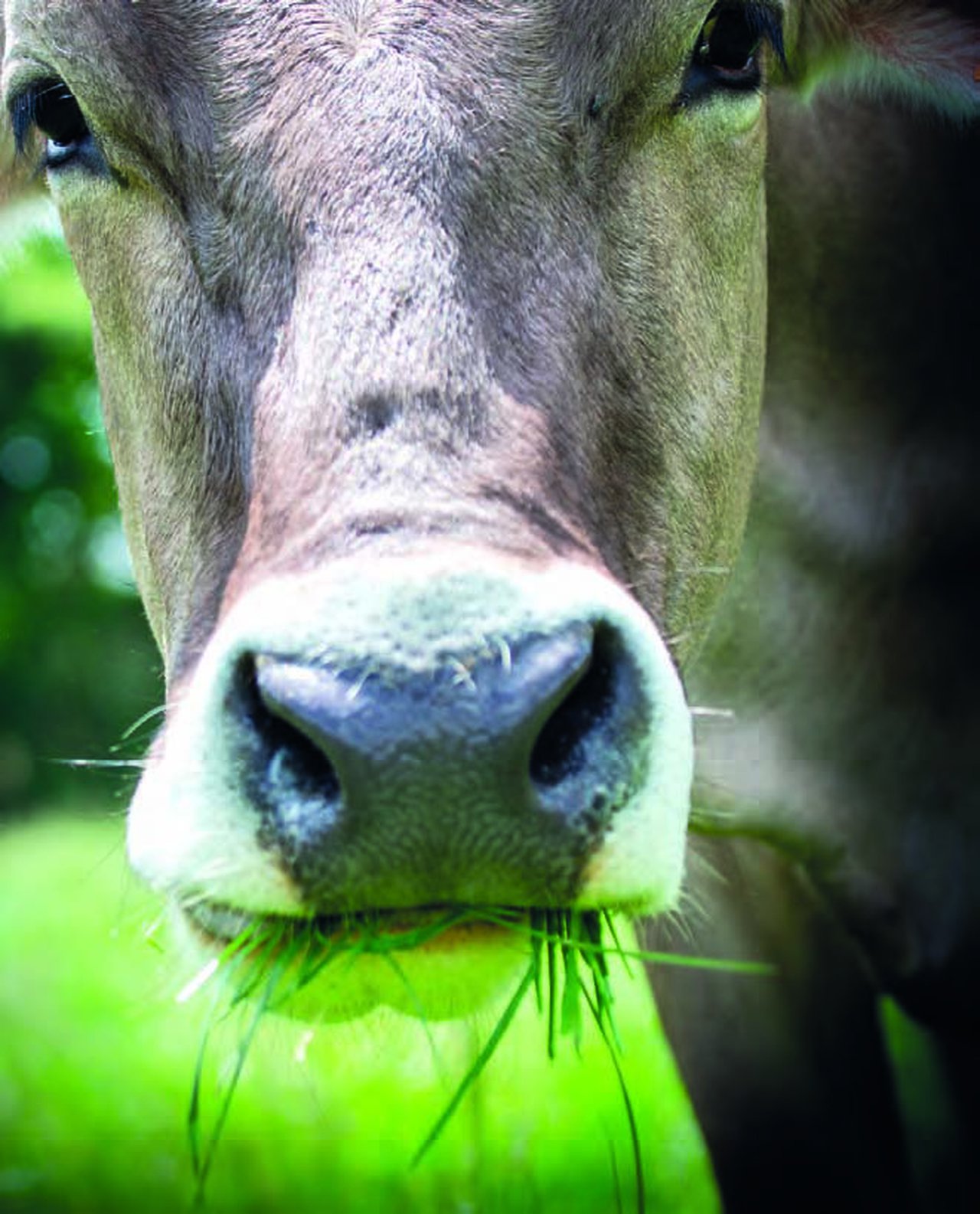 Brown Swiss: un nombre de marca único para la raza