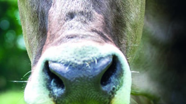 Brown Swiss: un nome de marca único para a raza