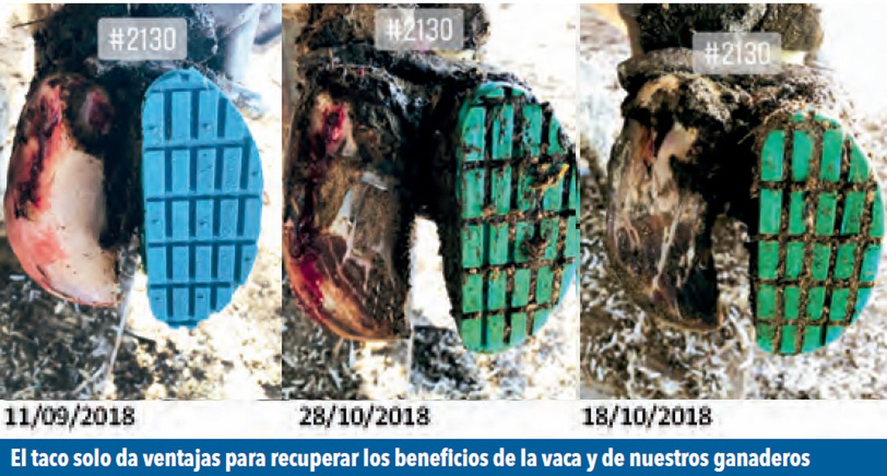 Cojeras después del verano