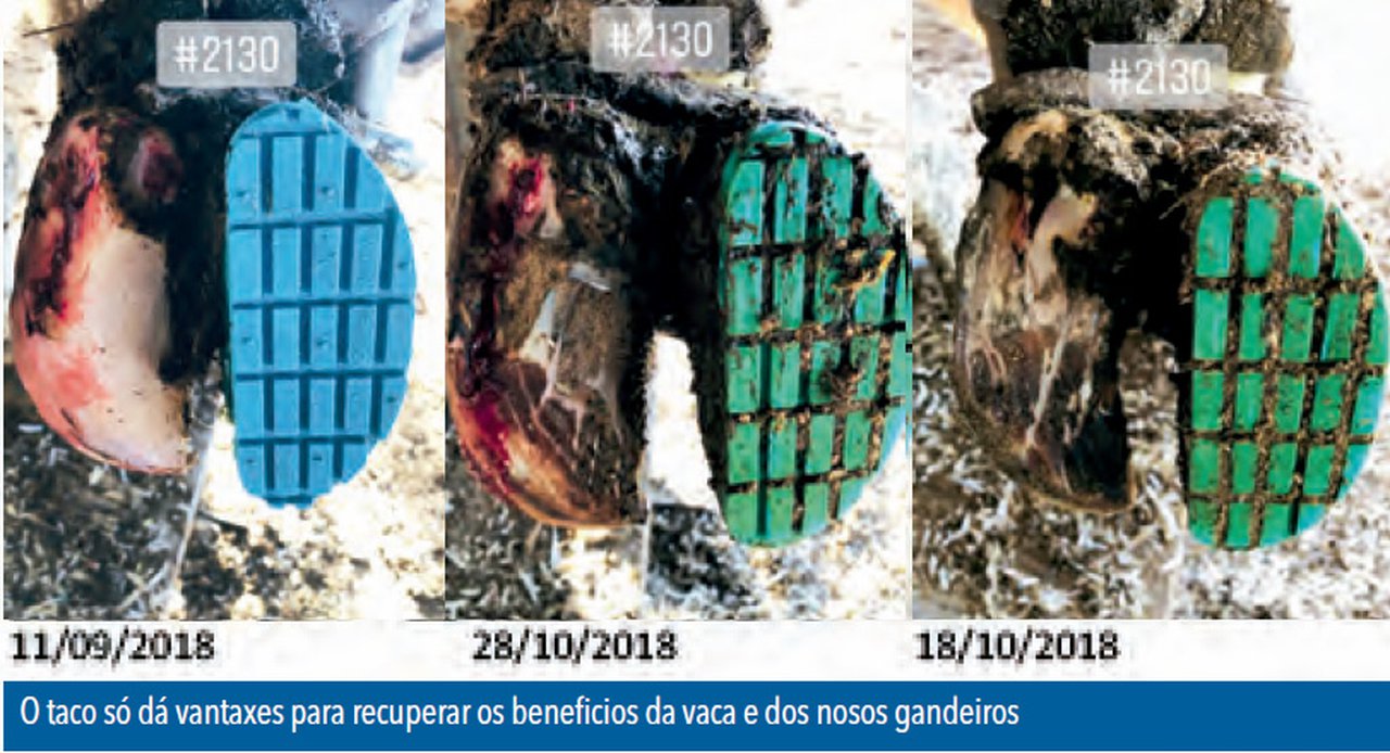 Coxeiras despois do verán