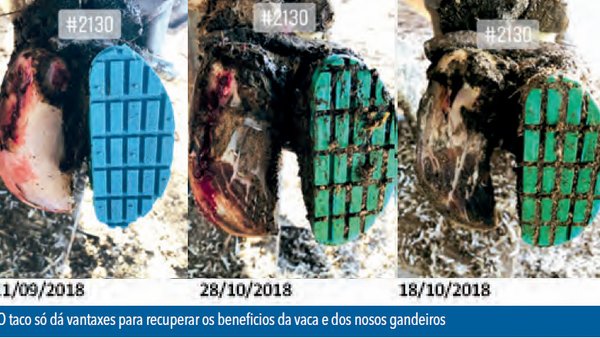 Coxeiras despois do verán
