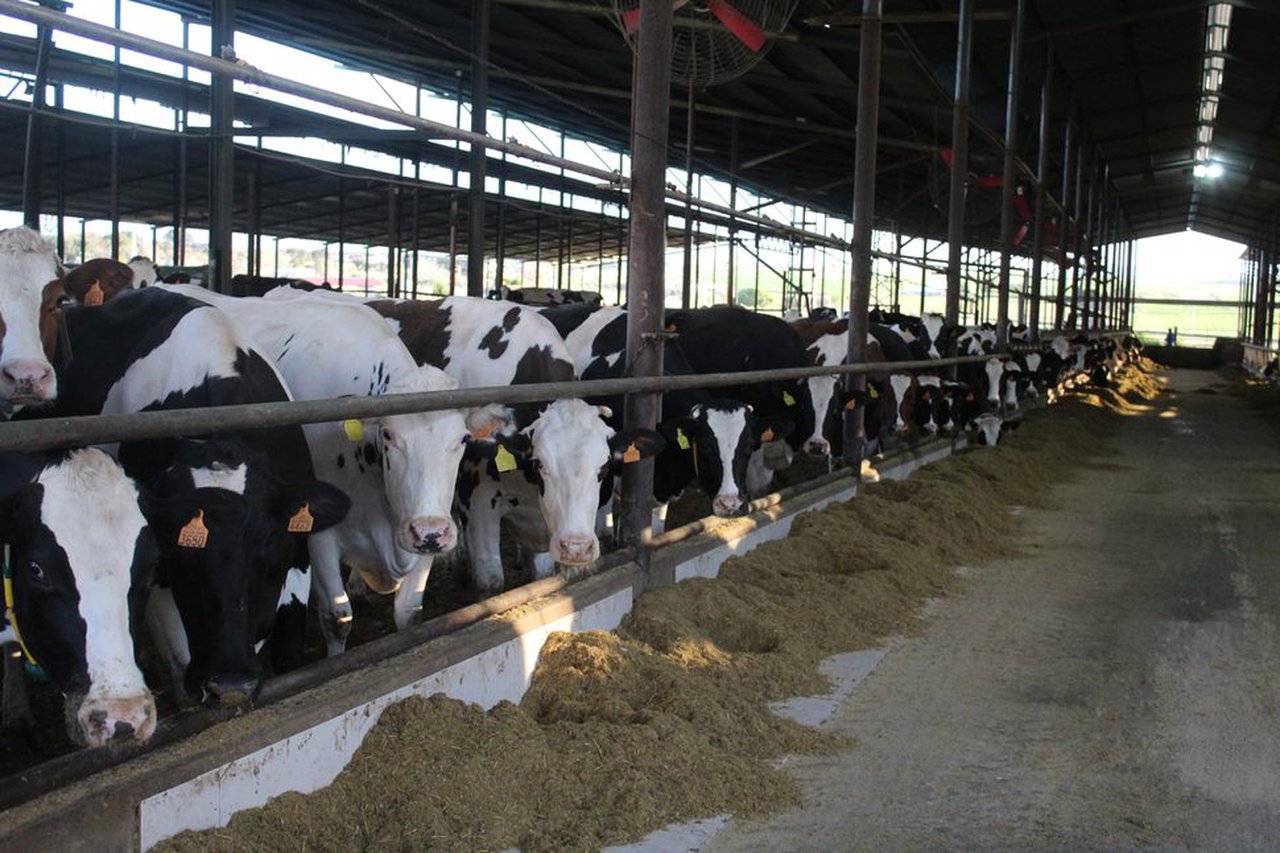 Amplíase o prazo de solicitude das axudas para a incorporación de mozos ao agro e a creación de pequenas explotacións